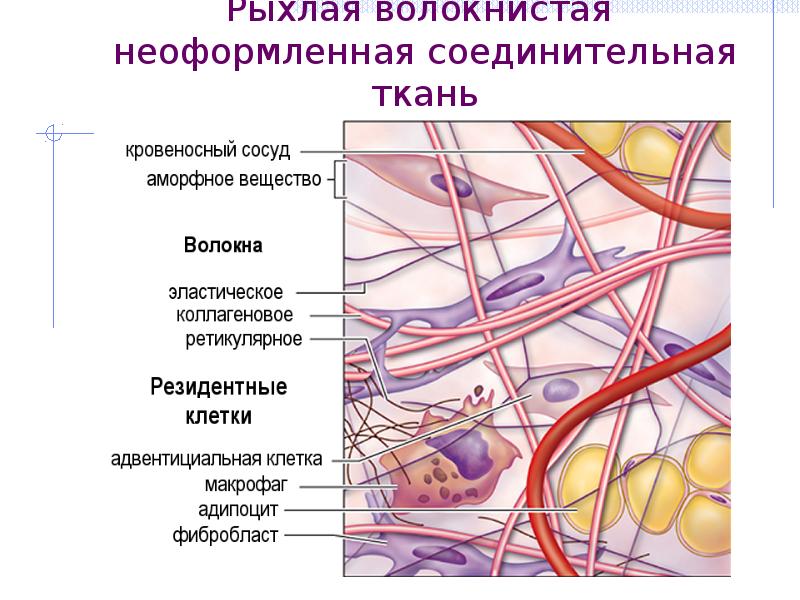 IMG_2027_2 Дисплазия соединительной ткани: можно ли вылечить? | Доктор МАЗИТОВА  / Онлайн-школа здоровья