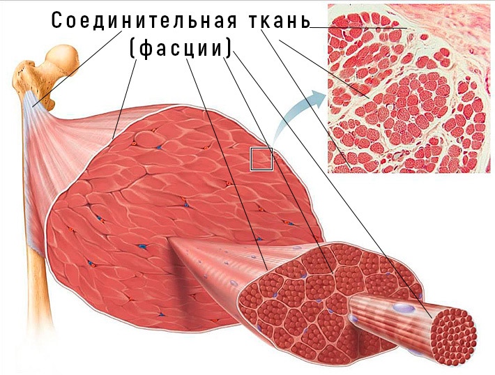 IMG_9768 Дисплазия соединительной ткани: можно ли вылечить? | Доктор МАЗИТОВА  / Онлайн-школа здоровья