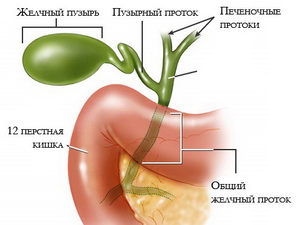 image-23-02-24-08-16 Дискинезия желчевыводящих путей  | Доктор МАЗИТОВА  / Онлайн-школа здоровья