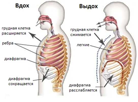 varicoz-3 Почему при варикозе ног не поможет операция | Доктор МАЗИТОВА  / Онлайн-школа здоровья